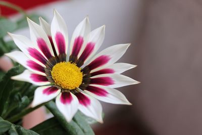 Close-up of pink flower