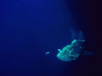 Close-up of jellyfish swimming in sea