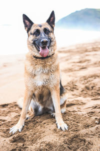 Portrait of german shepherd sitting at beach