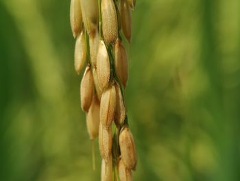 Close-up of plant on field