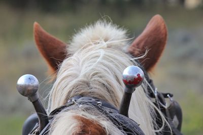 Close-up of animal