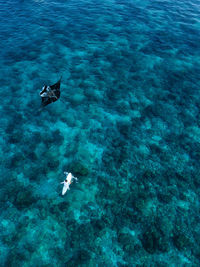 Aerial view of manta ray swimming beside lone surfer