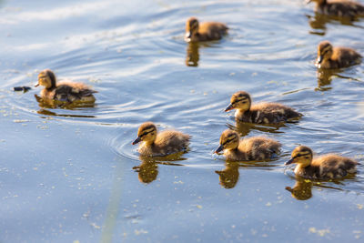 During the day, ducklings swim in the pond under the supervision of a duck