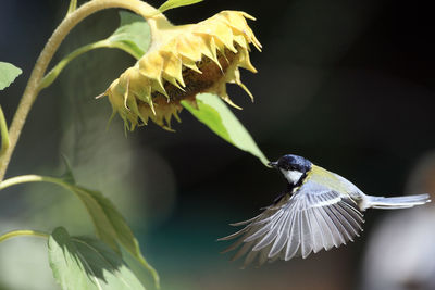 Close-up of bird perching on leaf