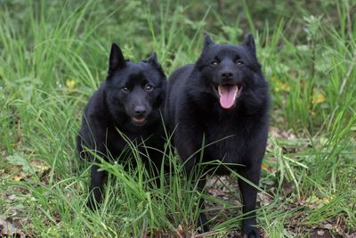 Black dog in a field