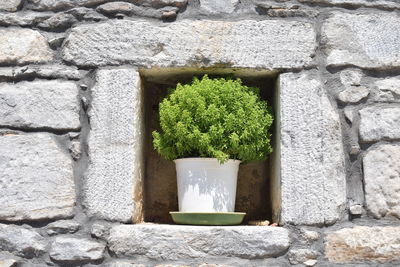 Potted plant against stone wall