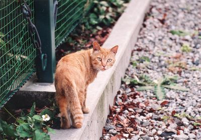 Stray ginger cat