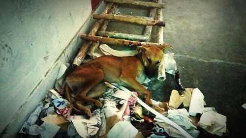 Horse standing in stable