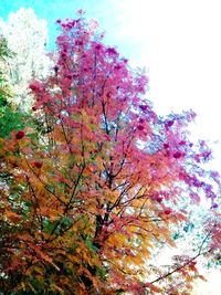 Low angle view of tree against sky