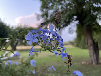 Close-up of purple flowering plant