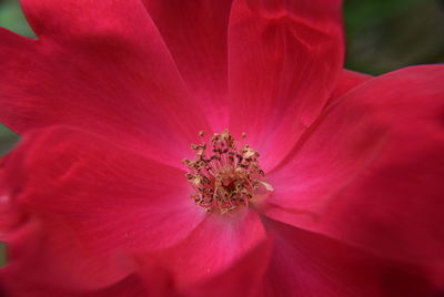 Close-up of pink flower