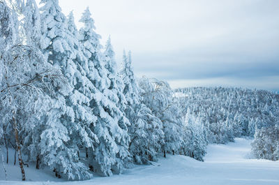 Frozen trees against sky during winter