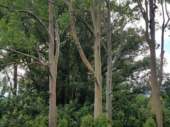 Low angle view of trees in forest