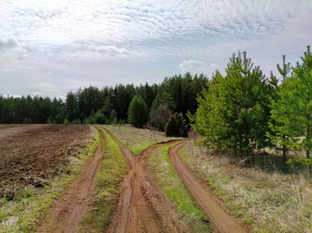 Bifurcation of the road between the field and the forest against the blue sky on a sunny day