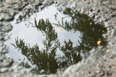 Reflection of tree in puddle