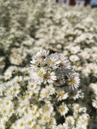 Close-up of white flowering plant