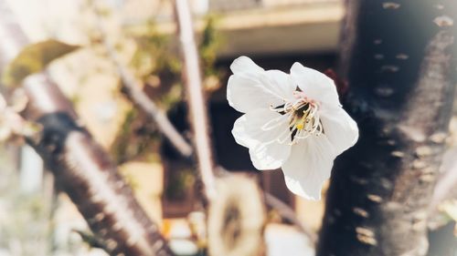 Close-up of insect on white flower