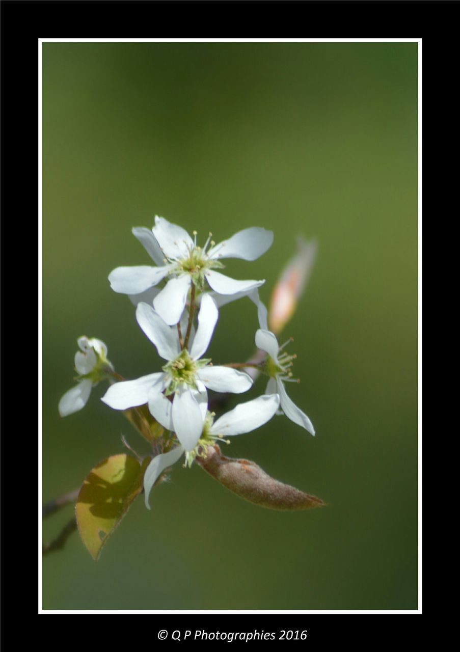 CLOSE-UP OF WHITE FLOWERS BLOOMING