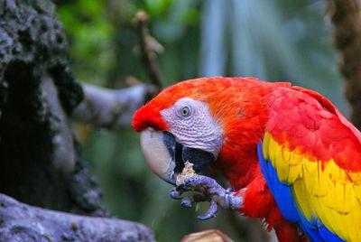 Close-up of macaw eating food