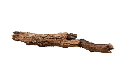 Close-up of dry leaf against white background