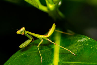 Close-up of insect on plant