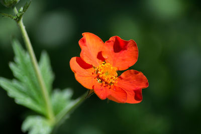 Close-up of red orange flower