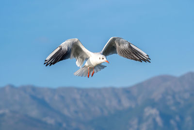 Low angle view of seagulls flying