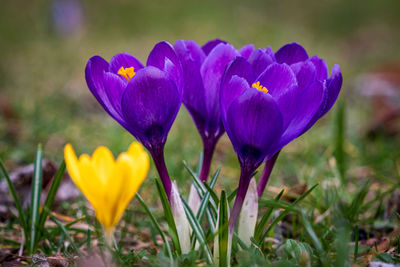 Close-up of purple crocus flowers