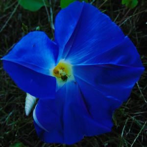 Close-up of blue flower blooming on field