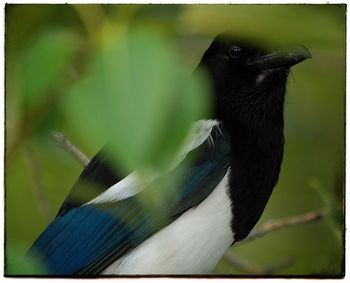 Close-up of bird