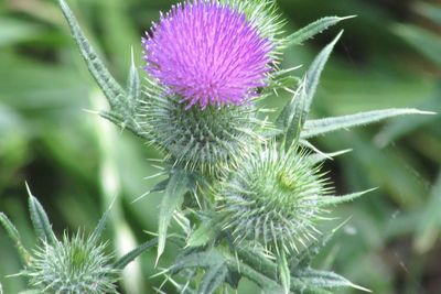 Close-up of thistle flower