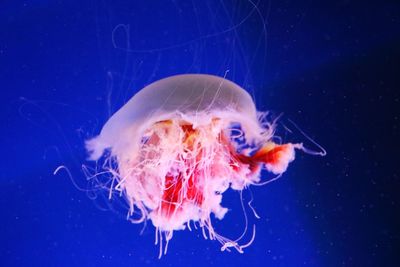 Close-up of jellyfish swimming in aquarium