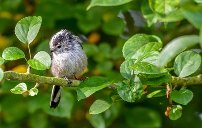 Close-up of bird perching on branch