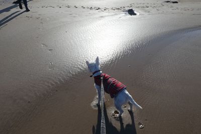 High angle view of a dog on beach