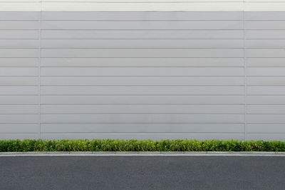 Plants growing by road against building