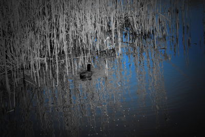 View of birds swimming in lake