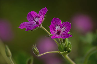 Close-up of pink flowering plant