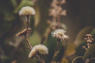 Close-up of thistle blooming outdoors