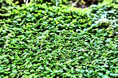 Full frame shot of green leaves