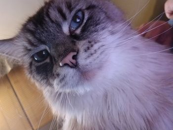 Close-up portrait of cat at home