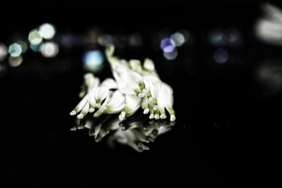 Close-up of white flowering plant against black background