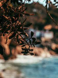 Close-up of plant against river