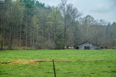 Trees and houses on field against sky