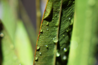 Close-up of lizard on plant