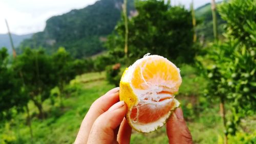 Close-up of hand holding fruit