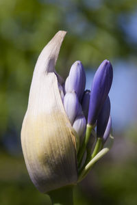 Close-up of purple flowers