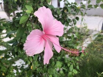 Close-up of pink hibiscus flower