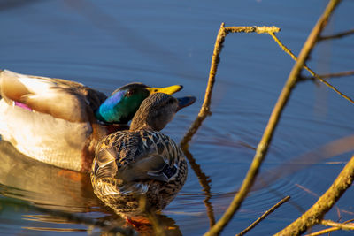 Close-up of birds perching on a lake