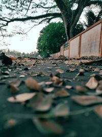 Autumn leaves on street by building