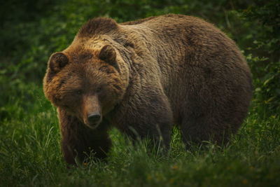 European brown bears in the wild forest.